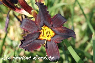 Hemerocallis black emmanuelle
